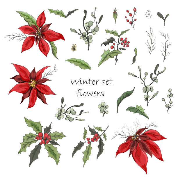 一组冬花(一品红，白色槲寄生，冬青)孤立在白色背景上。逼真的手绘涂鸦，彩色的装饰品，季节性的卡片，海报，广告装饰。复古风格图片下载