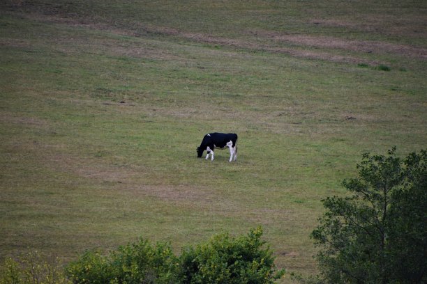 奶牛在田里吃草图片下载