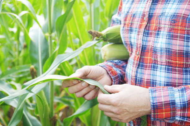 农民在田间检查玉米秆的叶子图片下载