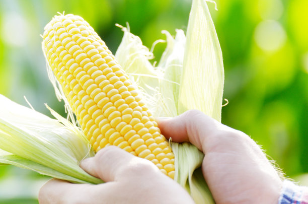 收获准备打开玉米棒子在农民的手中特写图片下载