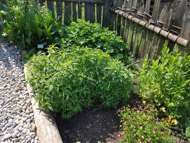 农夫的花园，香草花园图片下载