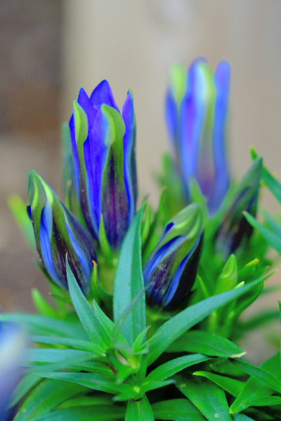 龙胆/日本龙胆花图片下载