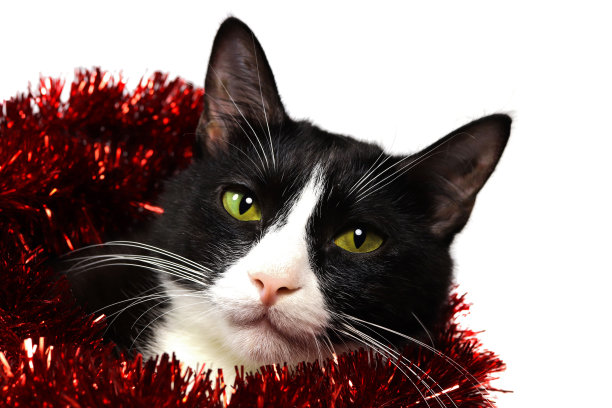 孤立的照片，一个黑色和白色的猫在红色的金属丝。新年和圣诞节。图片下载