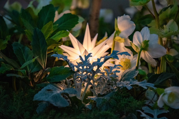 鲜嫩多肉植物与白色花瓣的天然花卉之间的几何星形照明装饰。夜景。抽象的背景。创造性的背景。电气未来的灯。图片下载