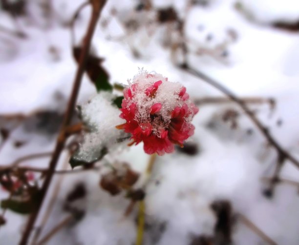 三叶草在秋天的雪地里盛开图片下载