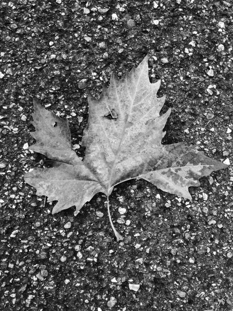 黑白枫树图片下载