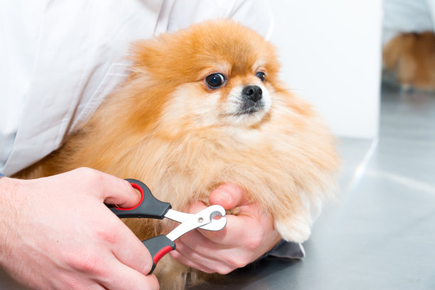 兽医剪下一只毛茸茸的小狗的爪子。宠物护理。图片下载