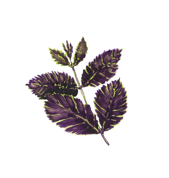 紫色罗勒枝水彩插图图片下载