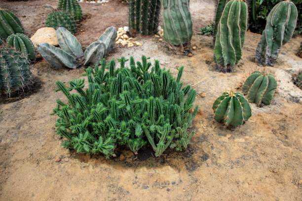 多汁植物和仙人掌在沙土，沙漠植物照片。仙人掌提取肉质植物。花店横幅模板图片下载