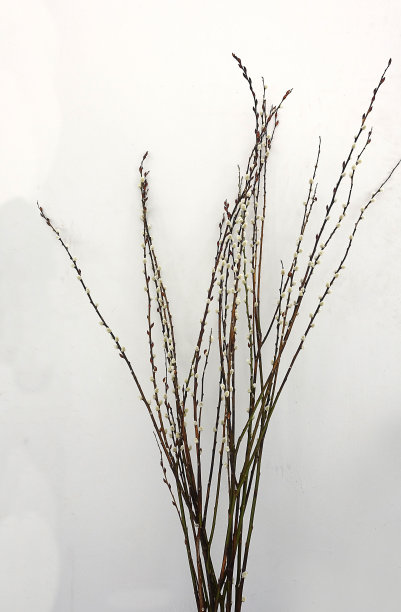 近距离的开花柳树图片下载