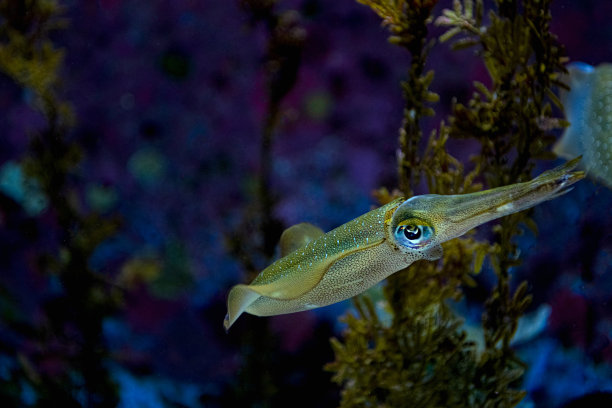 Bigfin礁鱿鱼图片下载