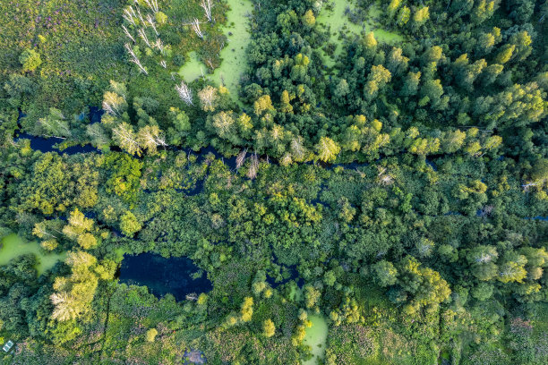 从无人机上看到的森林沼泽。沼泽景观。从高处俯瞰不可逾越的沼泽。航空摄影野生森林景观。图片下载