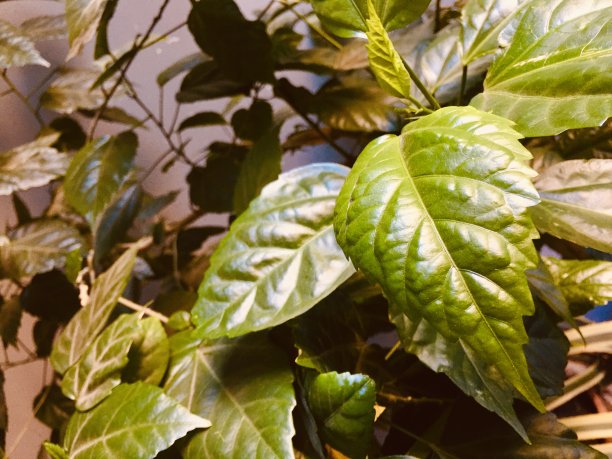 一丛月季花，这张照片是在办公室的一个绿色角落里拍摄的，室内一片自然图片下载