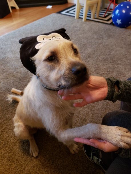 纯爱宠物图片下载