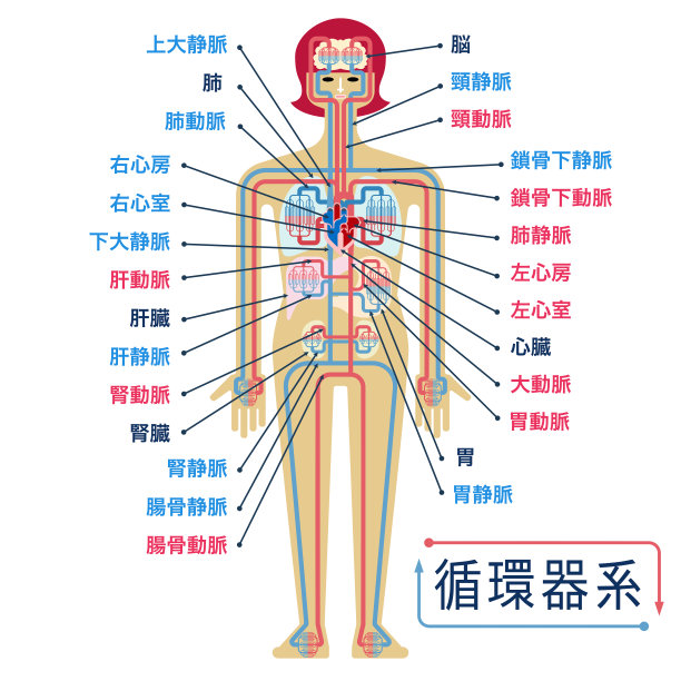 带有日语各部分名称的循环系统示意图图片下载