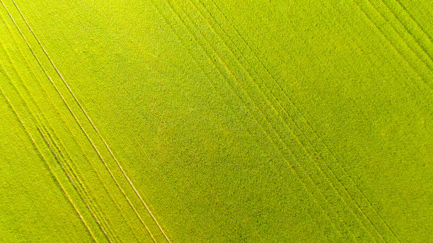 从上到下:飞翔在一片绿色的麦田上，在温暖的夏风中摇曳图片下载