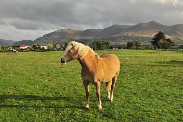 爱尔兰的马在草地上吃草。图片下载