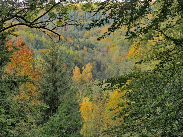 秋天有云杉和桦树的山毛榉林图片下载