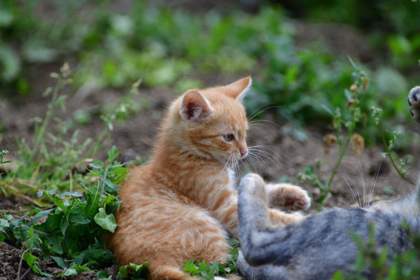 小猫们一起在草地上玩耍图片下载