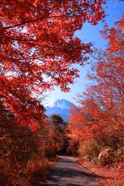 秋叶和富士山从森林路到富士线图片下载
