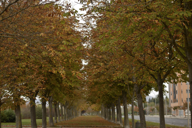 秋天的颜色在森林和树上图片下载