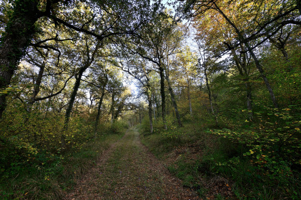 秋天的颜色在森林和树上图片下载