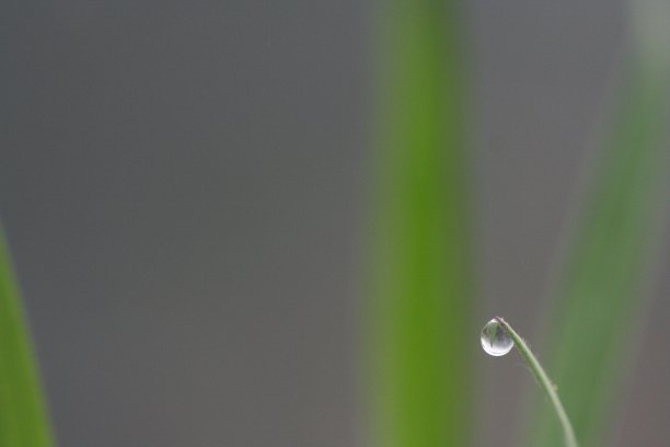 一滴水挂在一片芦苇叶子上。图片下载