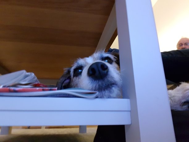 宠物爱图片下载