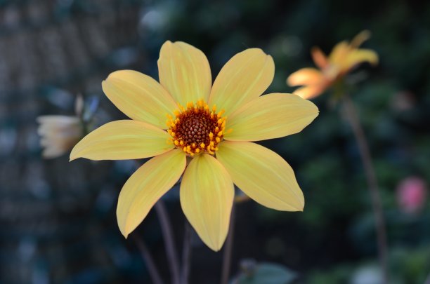 黄色的大丽图片下载