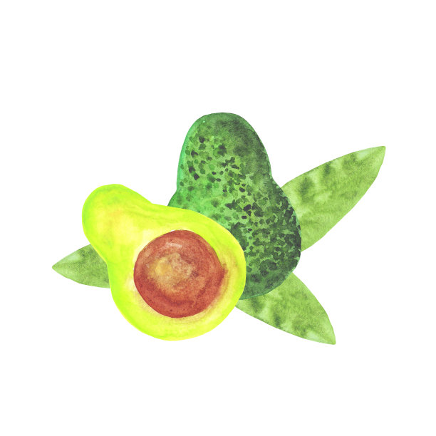 水彩鳄梨和叶子组成孤立的白色背景。图片下载