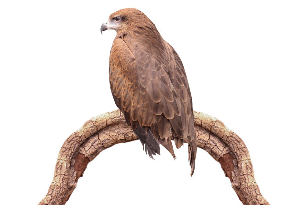 老鹰孤立在白色背景裁剪路径上。图片下载