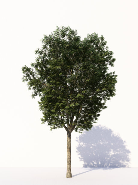 树木孤立在白色背景，热带树木孤立用于设计，广告和建筑。三维渲染图片下载