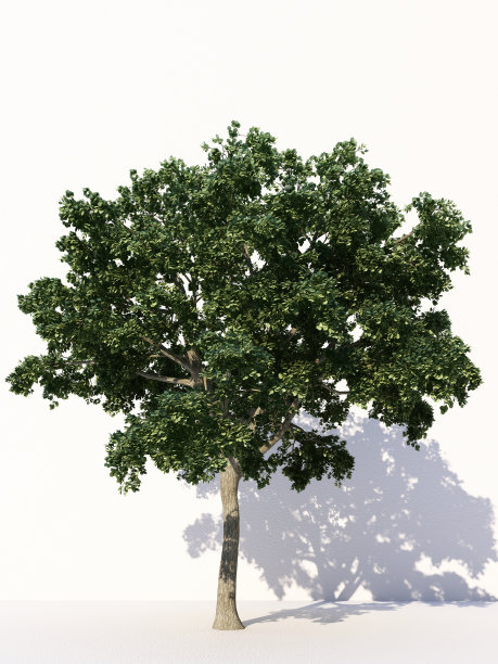 树木孤立在白色背景，热带树木孤立用于设计，广告和建筑。三维渲染图片下载