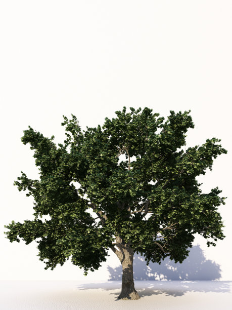 树木孤立在白色背景，热带树木孤立用于设计，广告和建筑。三维渲染图片下载