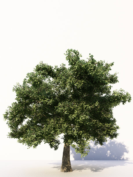 树木孤立在白色背景，热带树木孤立用于设计，广告和建筑。三维渲染图片下载