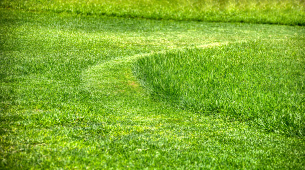 新割的草坪草图片下载