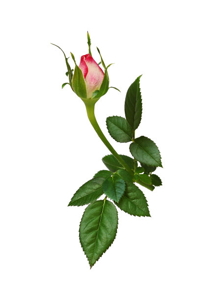 绿叶玫瑰花蕾图片下载