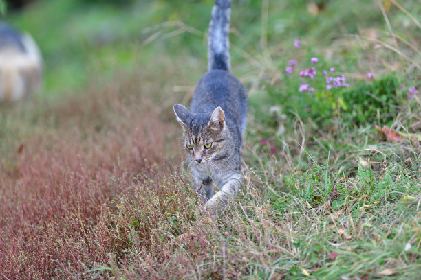小猫们一起在草地上玩耍图片下载