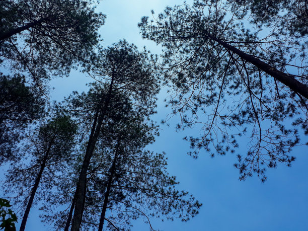 松林图片下载