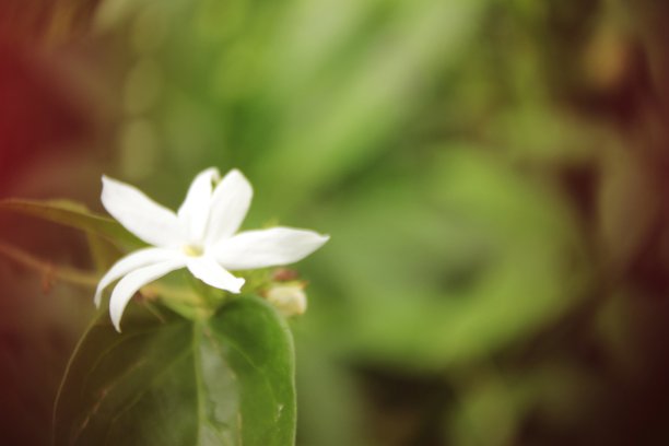 白色的茉莉花。图片下载