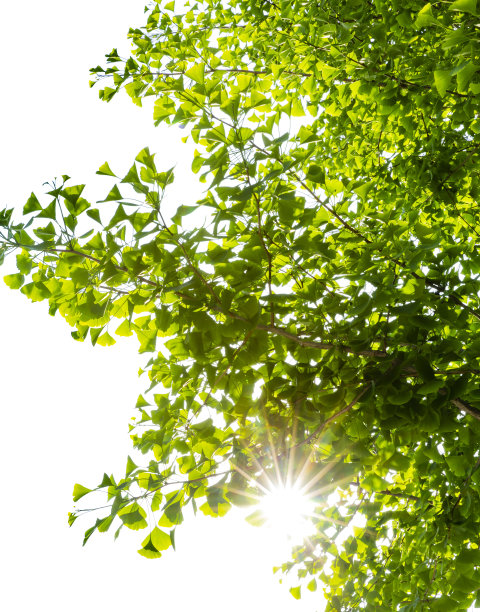 阳光透过新鲜的银杏叶图片下载