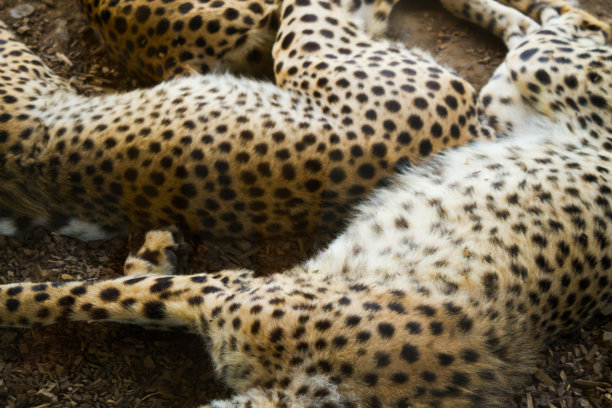 猎豹睡觉图片图片下载