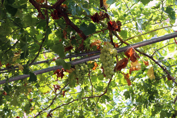 绿色葡萄挂在葡萄藤上，低角度视野图片下载