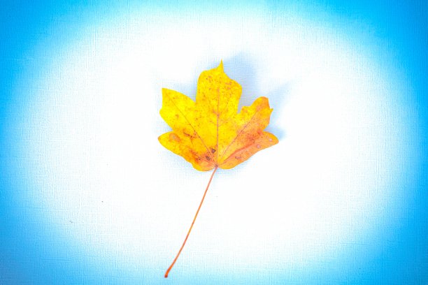 秋叶在浅蓝色的背景图片下载