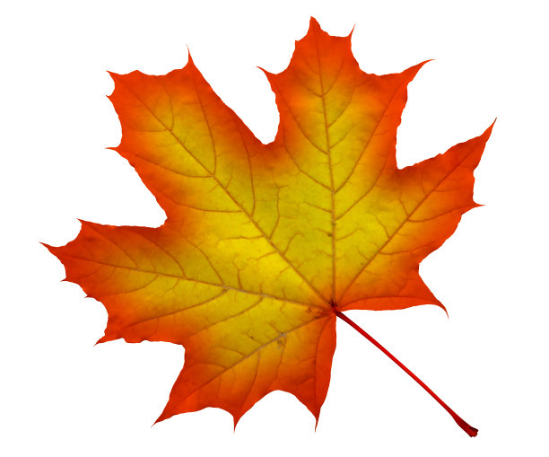红黄枫叶孤立图片下载