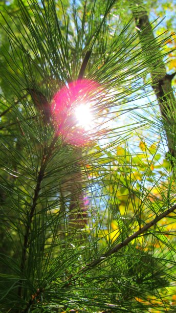 色彩缤纷的季节。图片下载