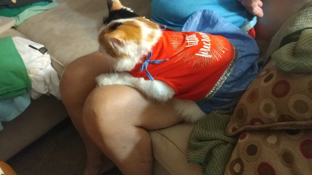 穿着红蓝相间衣服的印花布猫图片下载