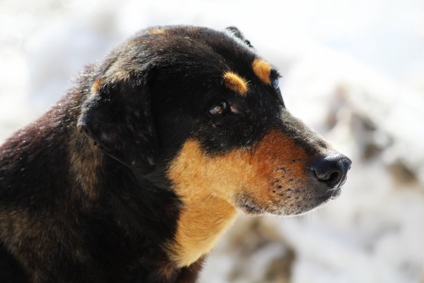 狗的情绪图片下载