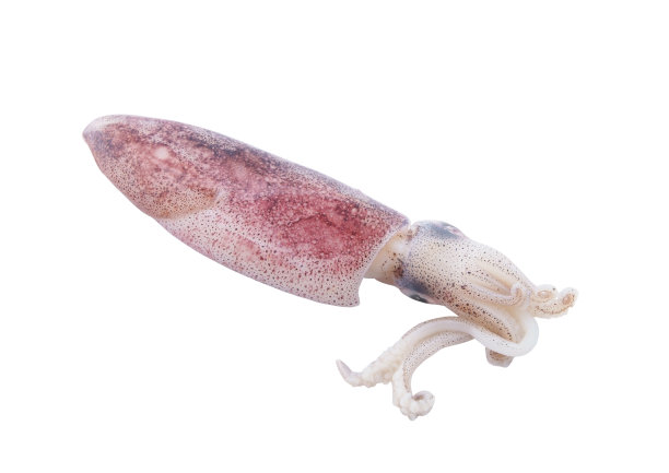 鲜鱿鱼孤立在白色图片下载