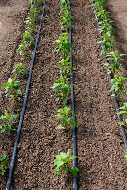 温室用有机辣椒植物和滴灌系统-选择性重点图片下载